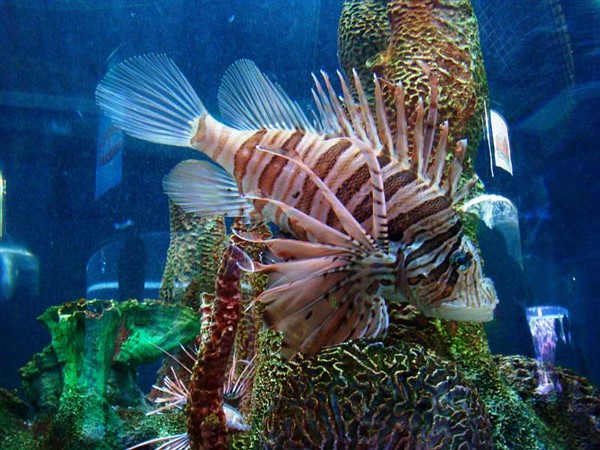 Acuario Dominicano - 04