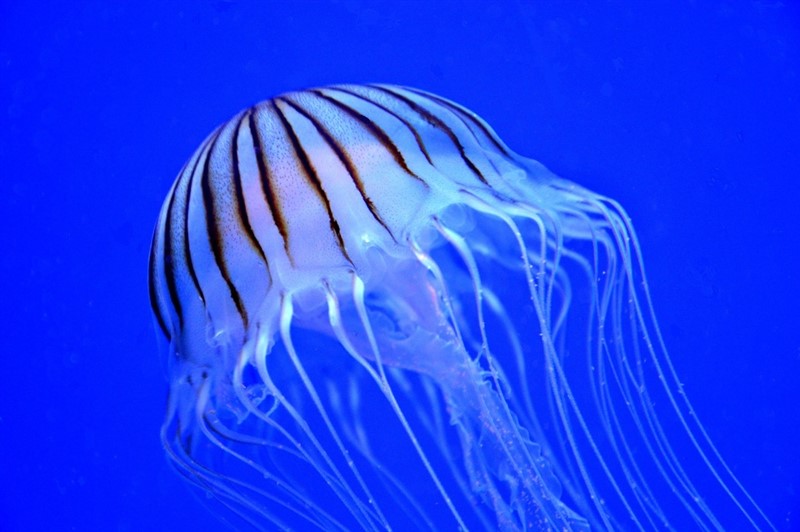Acuario Dominicano - 06