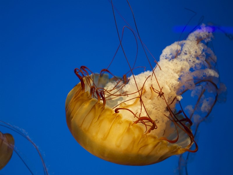 Acuario Dominicano - 07