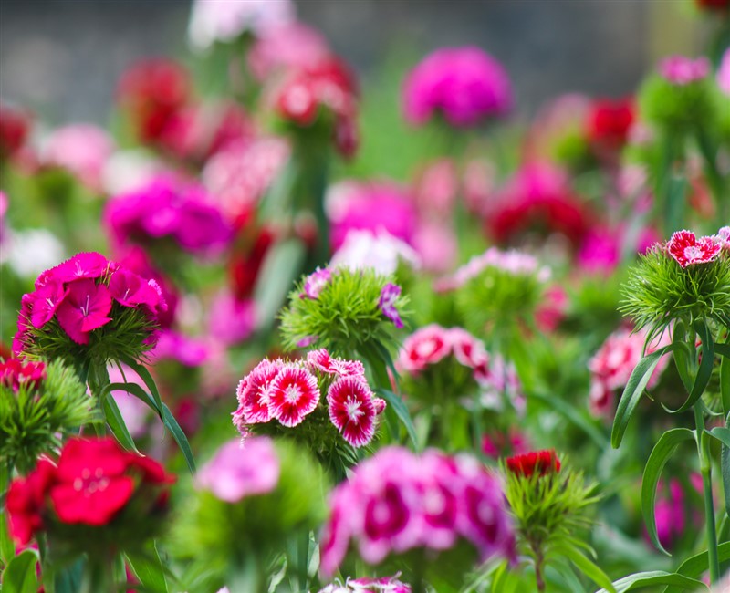 Constanza Rep-Dom - 09