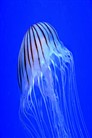 Acuario Dominicano - 06
